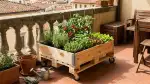 Orto Urbano sul Terrazzo: Sapori a Portata di Mano